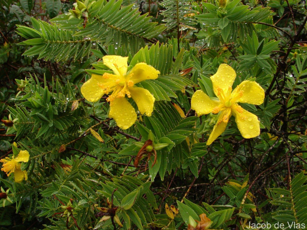 Hypericum mysurense Wall. ex Wight & Arn.